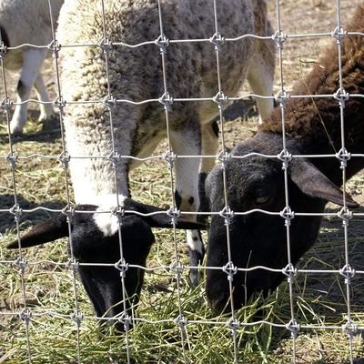 1.8m Yükseklik Keçi Çiftliği Tel Ağı Çit Sıcak Daldırılmış Galvanizli Korozyona Karşı